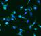 Angiopoietin 2 antibody, A00370-2, Boster Biological Technology, Immunofluorescence image 