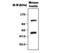 Piwi-like protein 2 antibody, MA5-17208, Invitrogen Antibodies, Western Blot image 