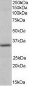 Pirin antibody, TA302574, Origene, Western Blot image 