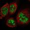 Shugoshin-like 2 antibody, HPA035163, Atlas Antibodies, Immunofluorescence image 