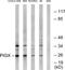 Phosphatidylinositol Glycan Anchor Biosynthesis Class X antibody, TA315556, Origene, Western Blot image 
