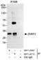 Zinc And Ring Finger 2 antibody, NBP1-28697, Novus Biologicals, Immunoprecipitation image 