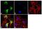 Glutamate-Ammonia Ligase antibody, 710963, Invitrogen Antibodies, Immunofluorescence image 