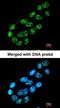 Nuclear pore glycoprotein p62 antibody, orb69758, Biorbyt, Immunofluorescence image 