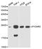 PYD And CARD Domain Containing antibody, orb136866, Biorbyt, Western Blot image 