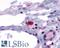 CD294 antibody, LS-A153, Lifespan Biosciences, Immunohistochemistry frozen image 