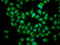 BICD Cargo Adaptor 2 antibody, CSB-PA844723LA01HU, Cusabio, Immunofluorescence image 