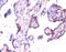 Exostosin Like Glycosyltransferase 3 antibody, A51669-100, Epigentek, Immunohistochemistry paraffin image 