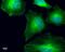 Tubulin Gamma Complex Associated Protein 4 antibody, NBP2-43586, Novus Biologicals, Immunofluorescence image 