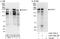 Pre-mRNA cleavage complex 2 protein Pcf11 antibody, A303-706A, Bethyl Labs, Western Blot image 