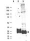 Microfibrillar-associated protein 5 antibody, orb345553, Biorbyt, Western Blot image 