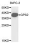 G Protein Pathway Suppressor 2 antibody, PA5-76547, Invitrogen Antibodies, Western Blot image 