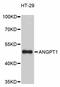Angiopoietin 1 antibody, STJ29549, St John