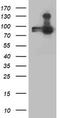 Anaphase Promoting Complex Subunit 2 antibody, CF503404, Origene, Western Blot image 