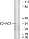 Zinc Finger DHHC-Type Containing 7 antibody, TA315592, Origene, Western Blot image 