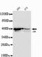 Jun Proto-Oncogene, AP-1 Transcription Factor Subunit antibody, LS-C178257, Lifespan Biosciences, Western Blot image 