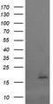 Cancer/Testis Antigen 1B antibody, TA505965BM, Origene, Western Blot image 
