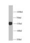 Aspartyl-tRNA synthetase, cytoplasmic antibody, FNab02245, FineTest, Western Blot image 