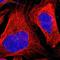 Rho GTPase Activating Protein 4 antibody, NBP1-88527, Novus Biologicals, Immunofluorescence image 