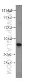 Cell cycle protein p38-2G4 homolog antibody, 15348-1-AP, Proteintech Group, Western Blot image 