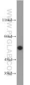 ETS Variant 4 antibody, 10684-1-AP, Proteintech Group, Western Blot image 