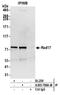 Cell cycle checkpoint protein RAD17 antibody, A305-788A-M, Bethyl Labs, Immunoprecipitation image 