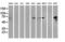 Protein disulfide-isomerase A4 antibody, LS-C173496, Lifespan Biosciences, Western Blot image 