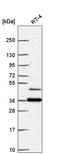 Regulation Of Nuclear Pre-MRNA Domain Containing 1B antibody, HPA066290, Atlas Antibodies, Western Blot image 