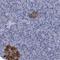 Forkhead Box R2 antibody, HPA034487, Atlas Antibodies, Immunohistochemistry frozen image 