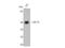 Nuclear Transcription Factor Y Subunit Gamma antibody, STJ94457, St John