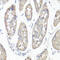 Protein Tyrosine Kinase 2 antibody, 13-952, ProSci, Immunohistochemistry frozen image 