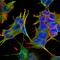 GluN2A antibody, orb99098, Biorbyt, Immunofluorescence image 
