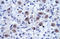 Kinesin-like protein KIF23 antibody, orb324504, Biorbyt, Immunohistochemistry paraffin image 