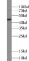 Prostaglandin E2 receptor EP3 subtype antibody, FNab06915, FineTest, Western Blot image 