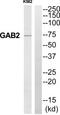 GRB2-associated-binding protein 2 antibody, TA326134, Origene, Western Blot image 