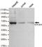 General Transcription Factor IIH Subunit 1 antibody, MA5-18316, Invitrogen Antibodies, Western Blot image 