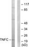 Lymphotoxin Beta antibody, PA5-38660, Invitrogen Antibodies, Western Blot image 