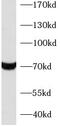 X-ray repair cross-complementing protein 6 antibody, FNab04661, FineTest, Western Blot image 