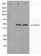 Galactokinase 1 antibody, TA347565, Origene, Western Blot image 