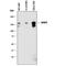 Dispatched RND Transporter Family Member 2 antibody, MAB8434, R&D Systems, Western Blot image 