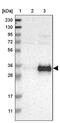 RELT Like 1 antibody, PA5-53051, Invitrogen Antibodies, Western Blot image 