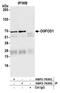 2-Oxoglutarate And Iron Dependent Oxygenase Domain Containing 1 antibody, NBP2-76392, Novus Biologicals, Immunoprecipitation image 