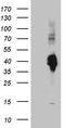 Mouse CD301 antibody, LS-C795316, Lifespan Biosciences, Western Blot image 