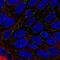 Disabled homolog 1 antibody, HPA067495, Atlas Antibodies, Immunocytochemistry image 