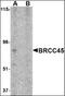 BRCA1-A complex subunit BRE antibody, orb88383, Biorbyt, Western Blot image 