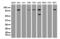 Mitotic checkpoint serine/threonine-protein kinase BUB1 beta antibody, LS-C800176, Lifespan Biosciences, Western Blot image 