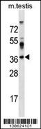 Surfeit 4 antibody, MBS9210254, MyBioSource, Western Blot image 