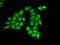 Structure Specific Recognition Protein 1 antibody, LS-C748677, Lifespan Biosciences, Immunofluorescence image 