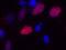 Oligodendrocyte Transcription Factor 2 antibody, GTX82620, GeneTex, Immunofluorescence image 