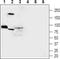 Calcium uptake protein 1, mitochondrial antibody, PA5-77364, Invitrogen Antibodies, Western Blot image 